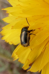 Cryptocephalus vittatus