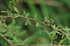 Pittosporum viscidum