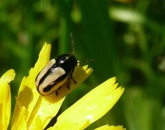 Cryptocephalus vittatus
