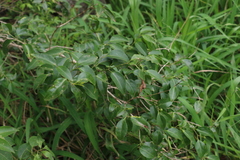 Pittosporum viscidum