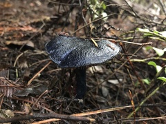 Entoloma subcarneum
