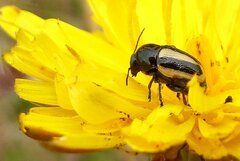 Cryptocephalus vittatus