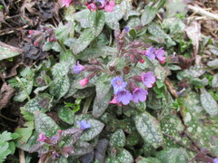 Pulmonaria saccharata
