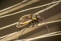 Capsodes vittiventris