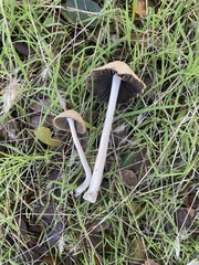 Psathyrella longipes