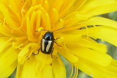 Cryptocephalus vittatus