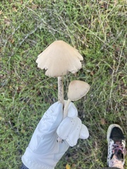 Psathyrella longipes