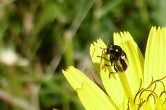 Cryptocephalus vittatus