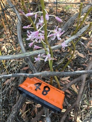 Dipodium pardalinum