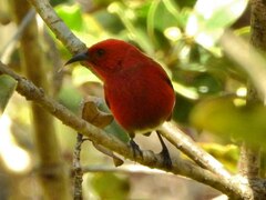 Himatione sanguinea