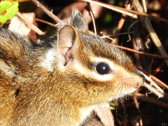 Neotamias ochrogenys