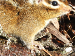 Neotamias ochrogenys