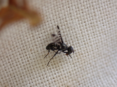 Rivellia syngenesiae