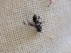 Rivellia syngenesiae