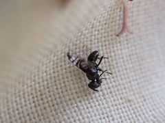 Rivellia syngenesiae