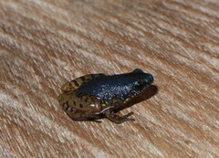 Chaperina fusca