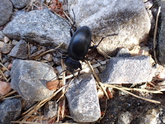 Carabus glabratus