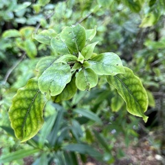 Coprosma tenuifolia
