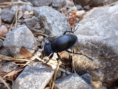 Carabus glabratus