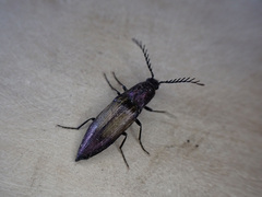 Ctenicera cuprea