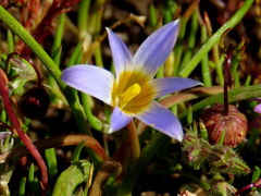 Romulea tabularis