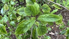 Coprosma tenuifolia