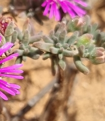 Drosanthemum ambiguum