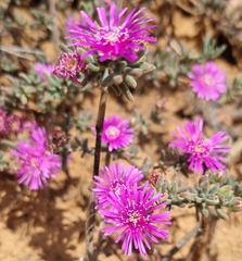 Drosanthemum ambiguum