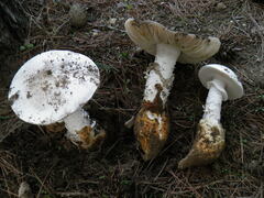Amanita proxima