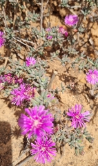 Drosanthemum ambiguum