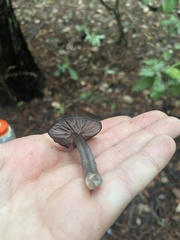 Entoloma serrulatum