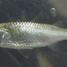 Greenback Mullet - Photo (c) H.T.Cheng, some rights reserved (CC BY-NC), uploaded by H.T.Cheng
