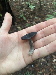 Entoloma serrulatum