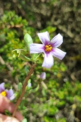 Solanum guineense