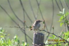 Cisticola