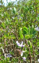 Solanum guineense