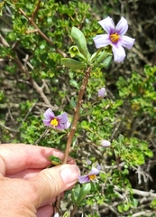 Solanum guineense