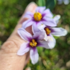 Solanum guineense