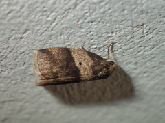 Eugoa bipuncta
