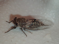 Cicadettina