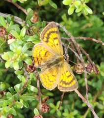 Lycaena salustius