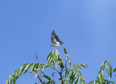 Graphium eurypylus