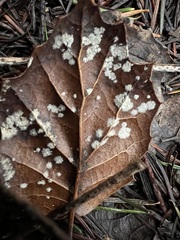 Erysiphe liriodendri