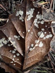 Erysiphe liriodendri