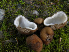 Geopora clausa