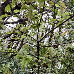 Coprosma tenuifolia
