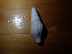 Phenatoma roseum