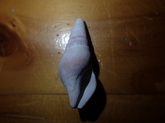 Phenatoma roseum