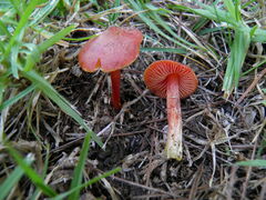 Hygrocybe conicoides