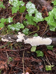 Byssomerulius corium